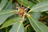 Osmanthus &times; burkwoodii