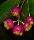 Syzygium australe. Соплодие с незрелыми плодами. Израиль, Шарон, пос. Кфар Шмариягу, в культуре. 20.10.2013.