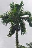 Areca catechu. Верхушка ствола и крона отцветшего растения. На стволе виден эпифитный папоротник Pyrrosia lanceolata. Таиланд, национальный парк Си Пханг-нга. 20.06.2013.