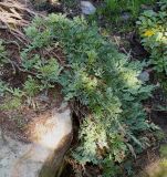 Juniperus sabina. Вегетирующее растение ('Tamariscifolia'). Германия, г. Essen, Grugapark. 29.09.2013.
