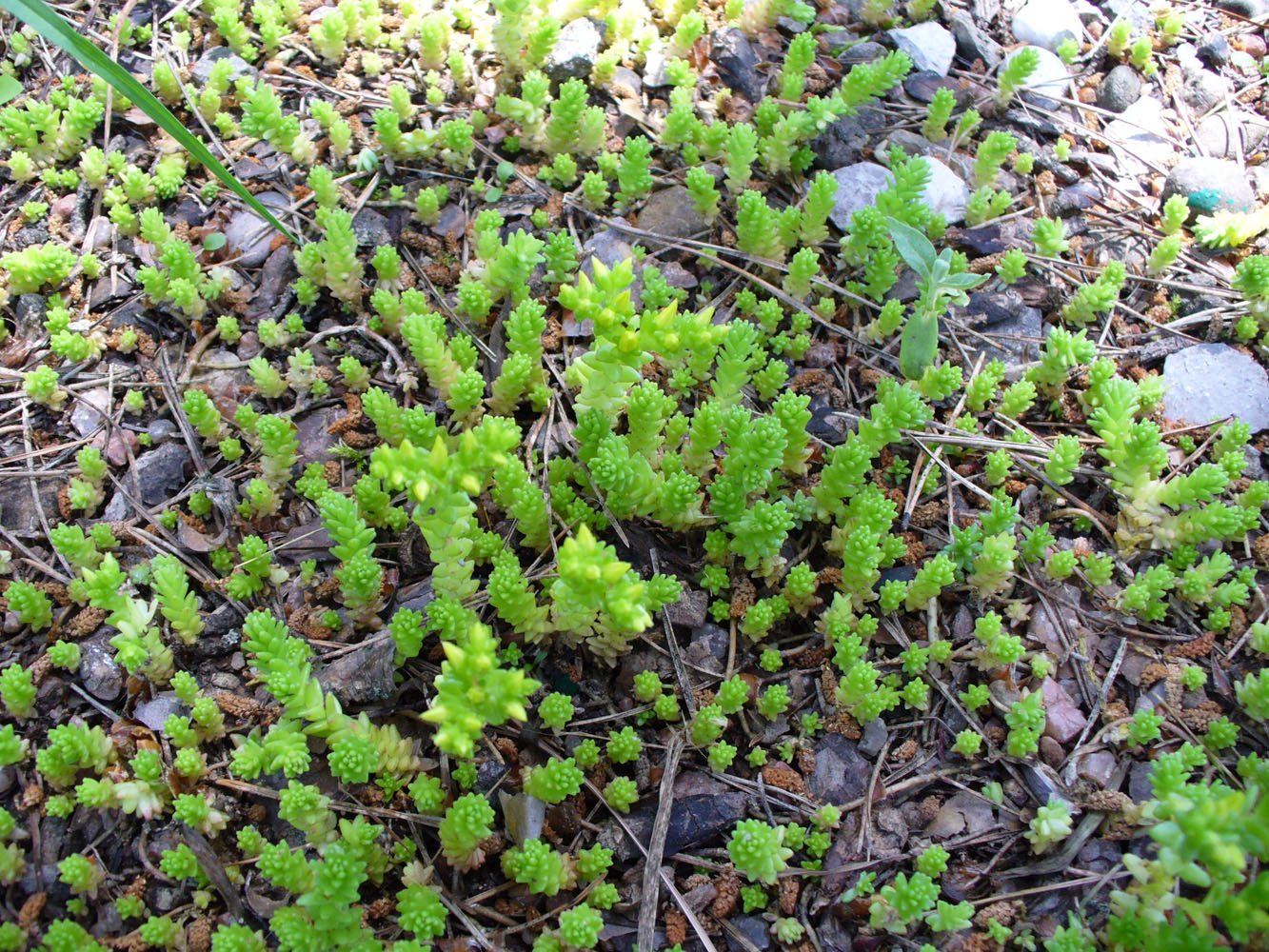 Изображение особи Sedum sexangulare.