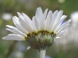 Anthemis jailensis