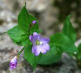 род Epilobium. Цветы и листья. Адыгея, Лагонаки, Глубокая балка, субальпика, 1550 м н.у.м. 12.07.2014.