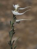 Delphinium stocksianum. Часть соцветия. Узбекистан, Андижанская обл., Булакбашинский р-н, низкогорье в окр. пос. Ширманбулак, высота 700-850 м н.у.м. 06.07.2014.