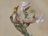 Astragalus ferganensis