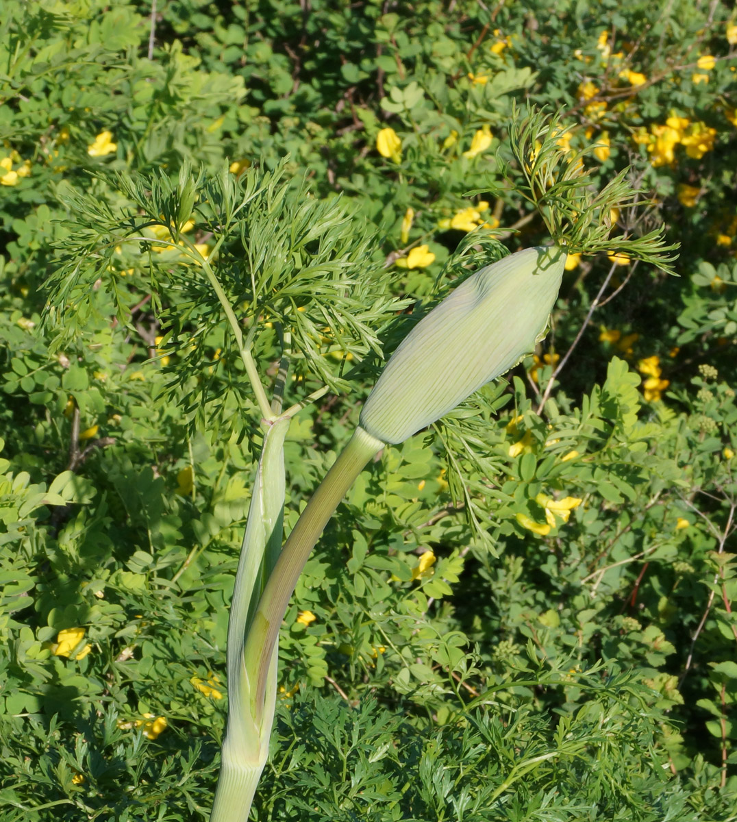 Image of Ferula songarica specimen.