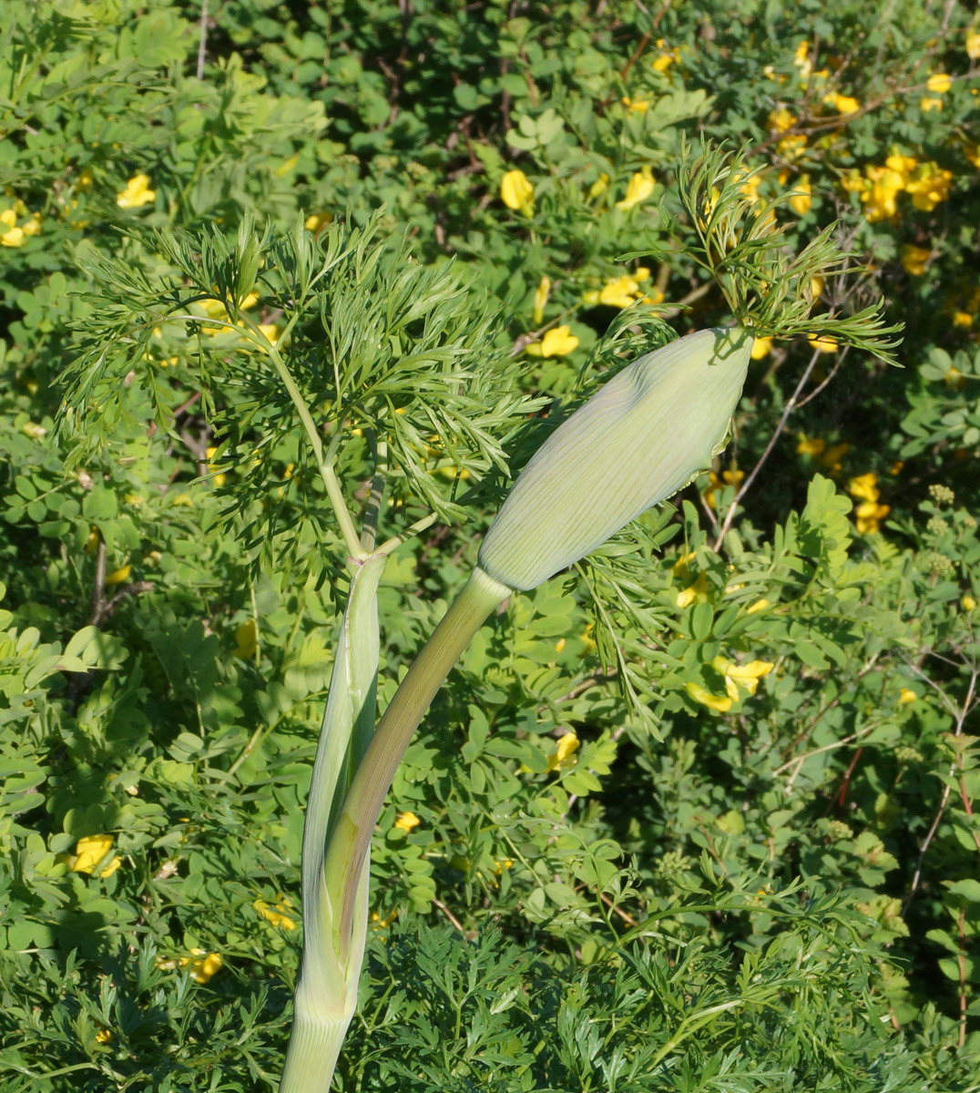 Изображение особи Ferula songarica.