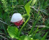 Cypripedium guttatum