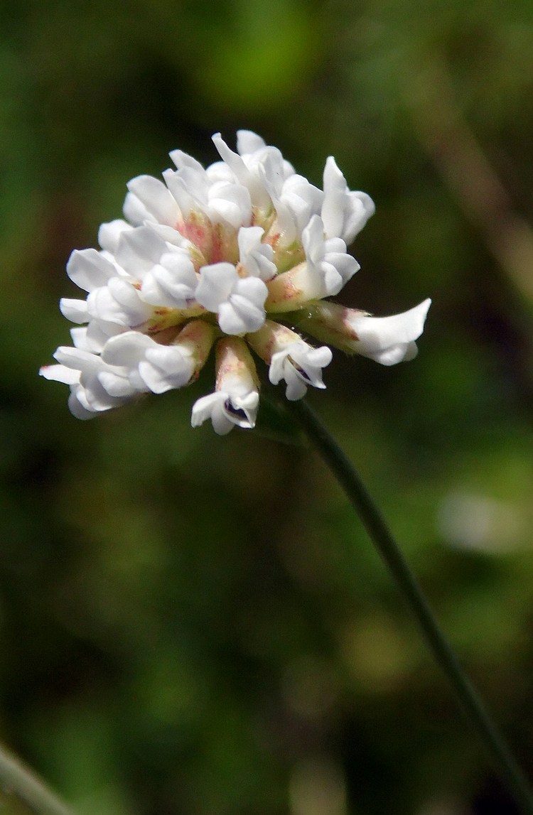 Изображение особи Dorycnium herbaceum.