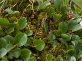 Dicranum spadiceum. Растения среди листьев Salix herbacea (вверху видны ножки спорогонов Polytrichastrum alpinum). Мурманская обл., Кольский р-н, окр. пос. Дальние Зеленцы, окр. Столбового озера, склон сев. экспозиции небольшой сопки, нивальное травяно-ивково-моховое сообщество. 25.07.2016.