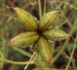 Paeonia suffruticosa