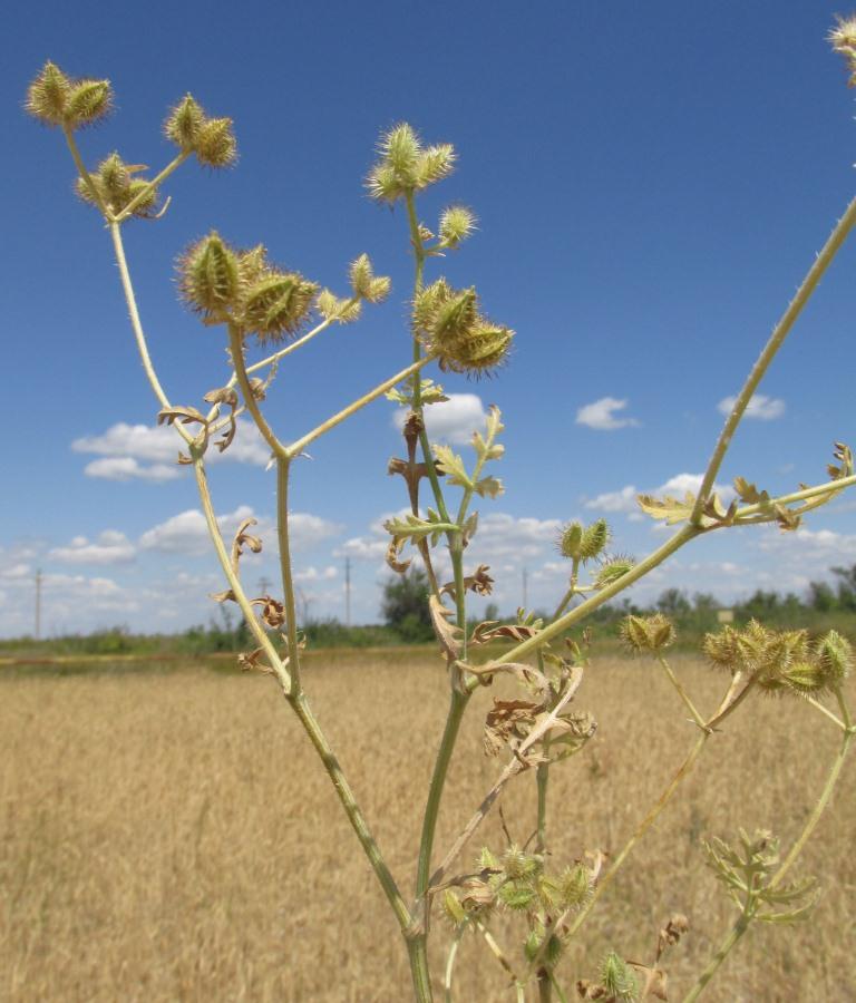 Изображение особи Turgenia latifolia.