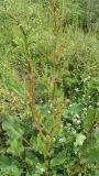 Rumex obtusifolius