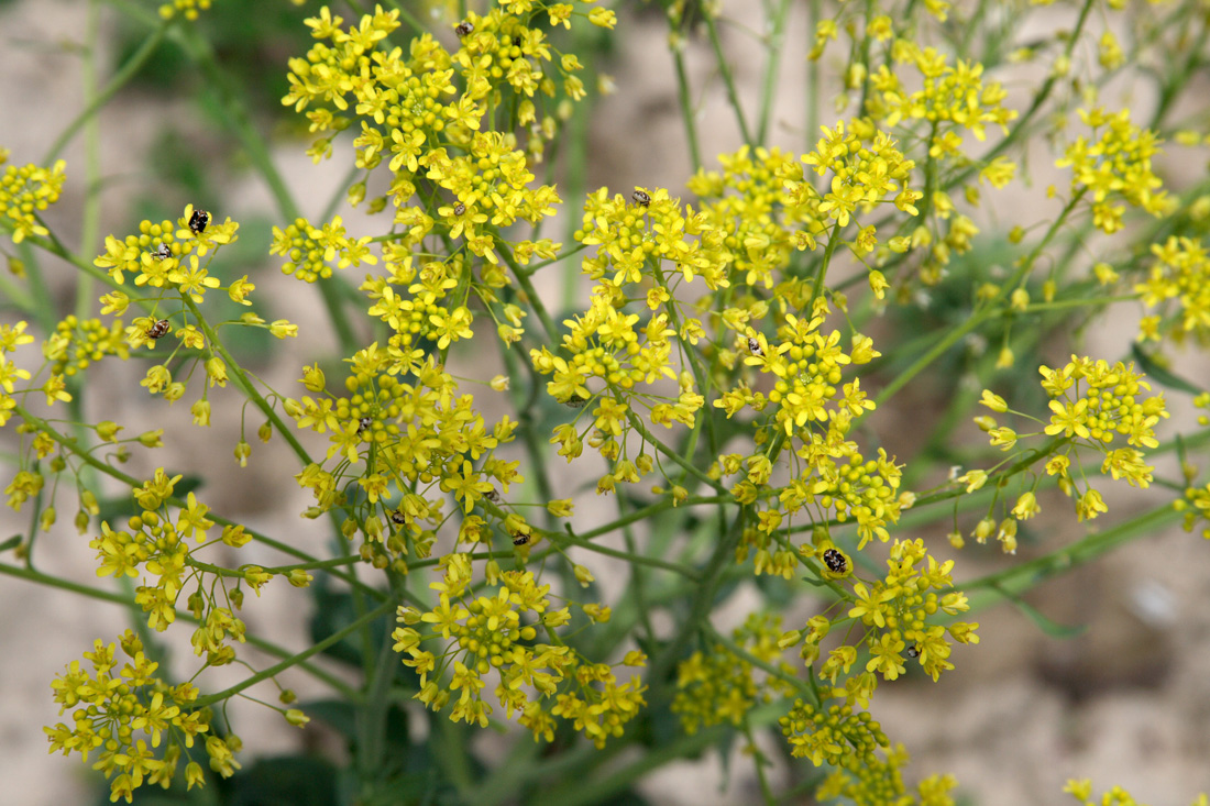 Изображение особи Isatis tinctoria.