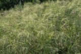 Stipa capillata