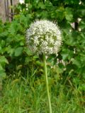 Allium cepa