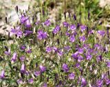 Campanula sibirica