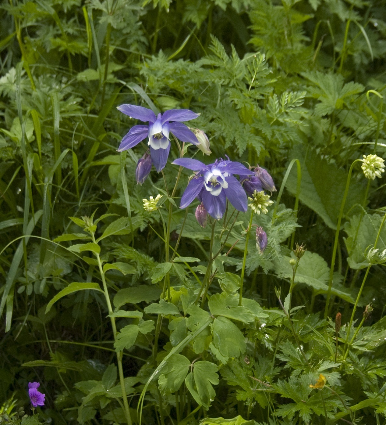 Изображение особи Aquilegia olympica.