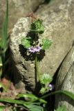 Glechoma hederacea