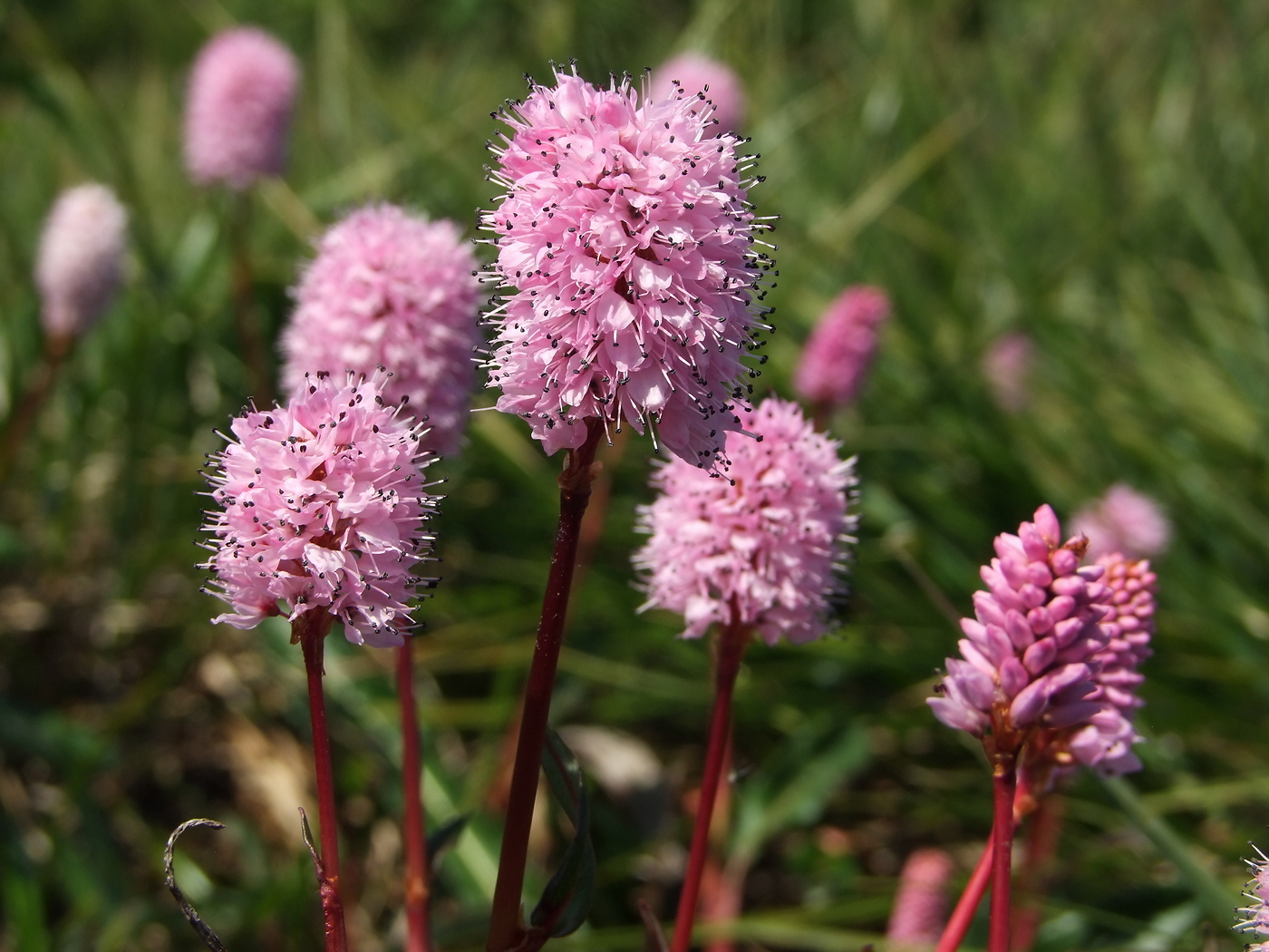 Изображение особи Bistorta plumosa.