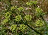 Heracleum sibiricum