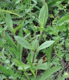 Melandrium latifolium. Нижняя часть растения. Грузия, Боржоми-Харагаульский национальный парк, маршрут №1; гребень горного отрога, луг ≈ 1850 м н.у.м. 25.05.2018.