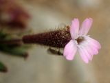 Silene pentelica