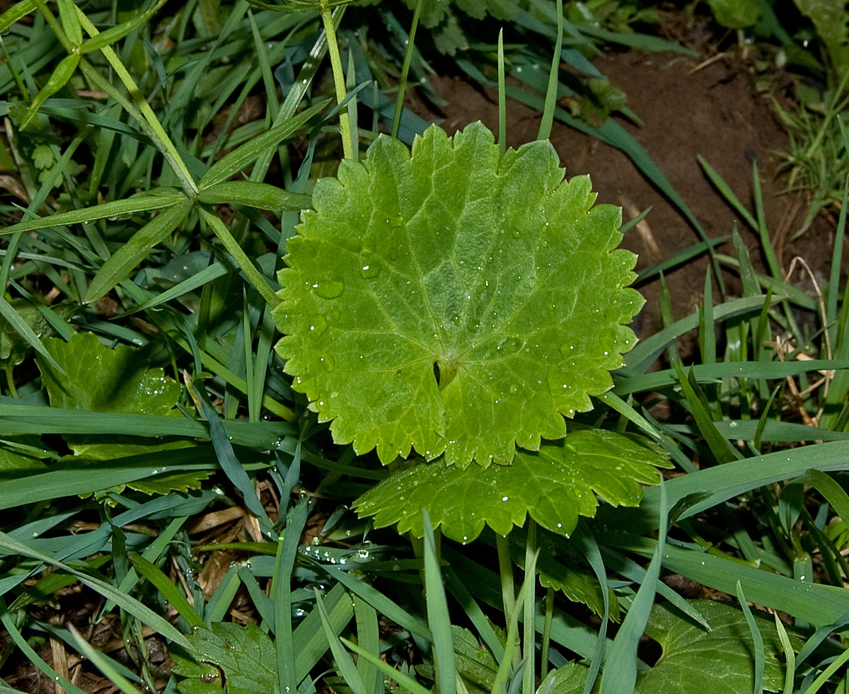 Изображение особи Ranunculus cassubicus.