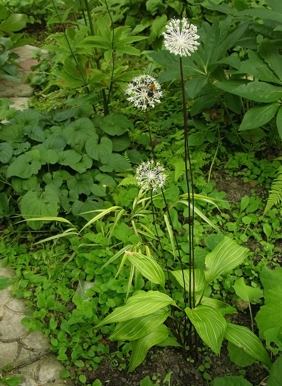 Изображение особи Allium ovalifolium var. leuconeurum.