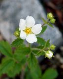 Potentilla inquinans. Верхушка растения с цветком и бутонами. Якутия, Нерюнгринский р-н, окр. пос. Чульман, левый берег р. Чульман. 08.06.2016.