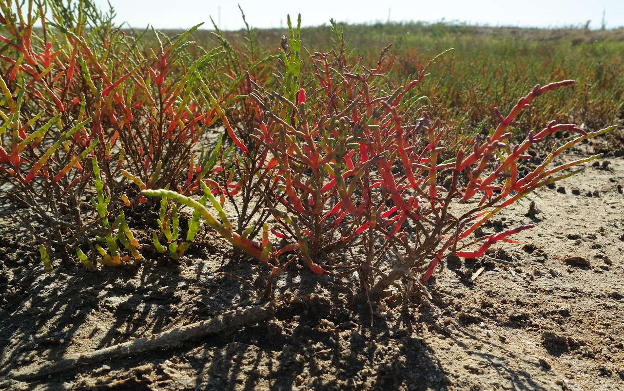 Изображение особи Salicornia perennans.