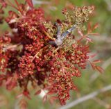 Pistacia terebinthus