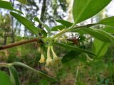 Lonicera pallasii. Часть ветви с соцветиями. Томск, окр. мкр. Зелёные Горки, дол. р. Хромовка (прав. прит. р. Ушайка), елово-берёзовый лес. 09.05.2020.