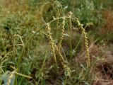 Atriplex micrantha