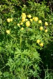 Trollius europaeus