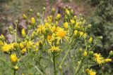 Inula macrophylla