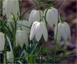 Fritillaria meleagris