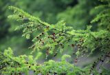 Larix olgensis