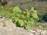 Xanthium orientale