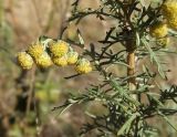 Artemisia pontica. Часть побега с соцветиями и листьями. Ростовская обл., Азовский р-н, с. Кугей, степной склон балки. 25.09.2022.