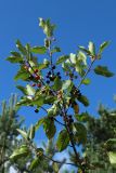 Frangula alnus