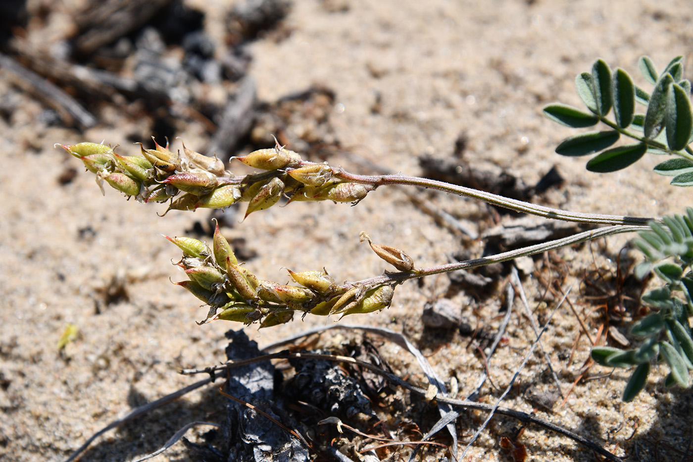 Изображение особи Astragalus olchonensis.