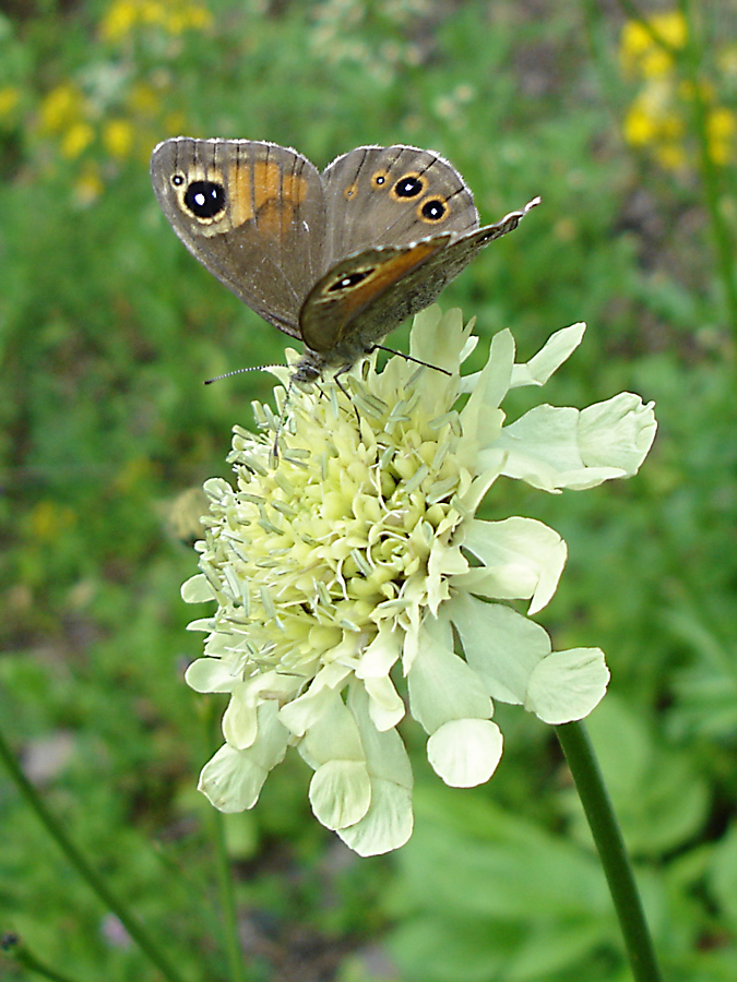 Image of Cephalaria gigantea specimen.