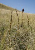 род Pedicularis