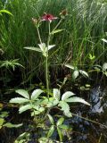 Comarum palustre