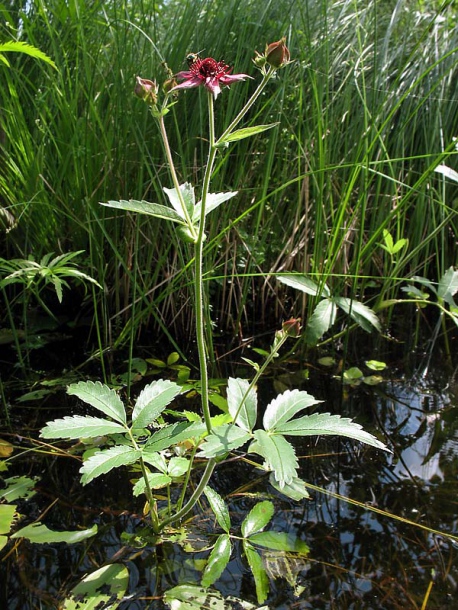 Image of Comarum palustre specimen.