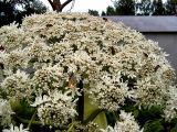 Heracleum mantegazzianum. Соцветие. Чувашия, г. Шумерля. 24 июня 2007 г.