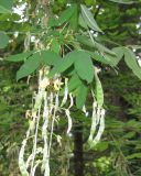 Laburnum anagyroides. Плоды и листья. Крым, Южный берег, Никитский ботанический сад. Июнь 2010 г.