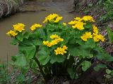 Caltha fistulosa