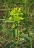 Euphorbia glareosa. Верхушка цветущего растения. Крым, окр. с. Перевальное, урочище Аян. 6 мая 2012 г.